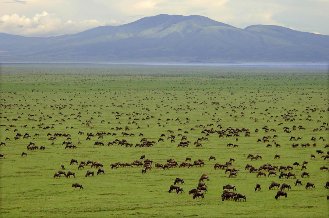 NDUTU and its majestic