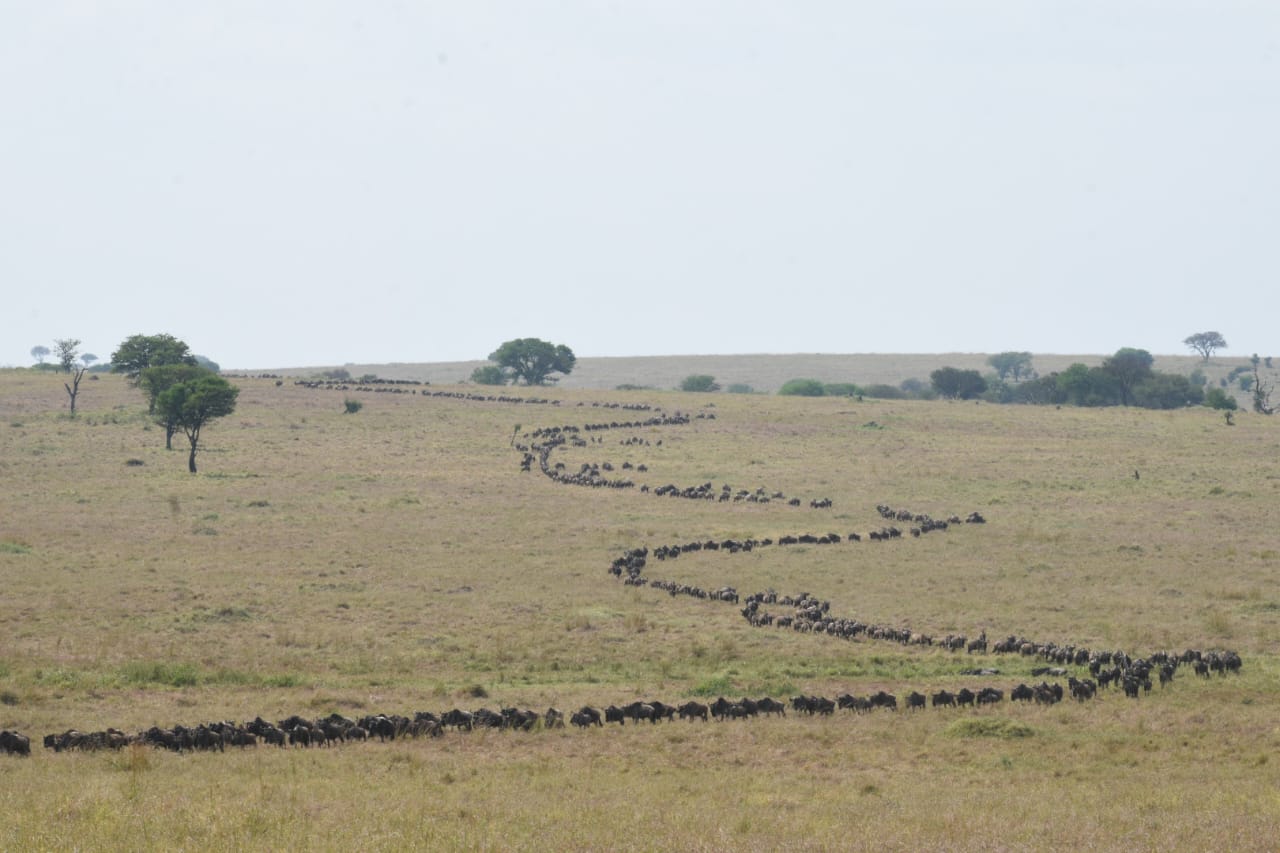 Why August to November is the Golden Window for a Tanzanian Safari Adventure